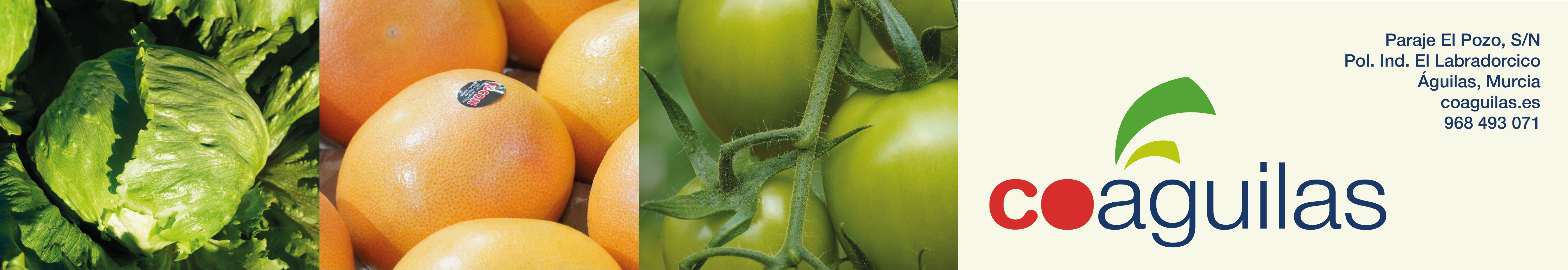 GOLD BANNER - COAGUILAS