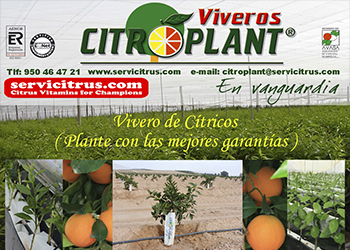 VIP BANNER - ( Tipo Bronze Banner) - CITROPLANT - CENTRO