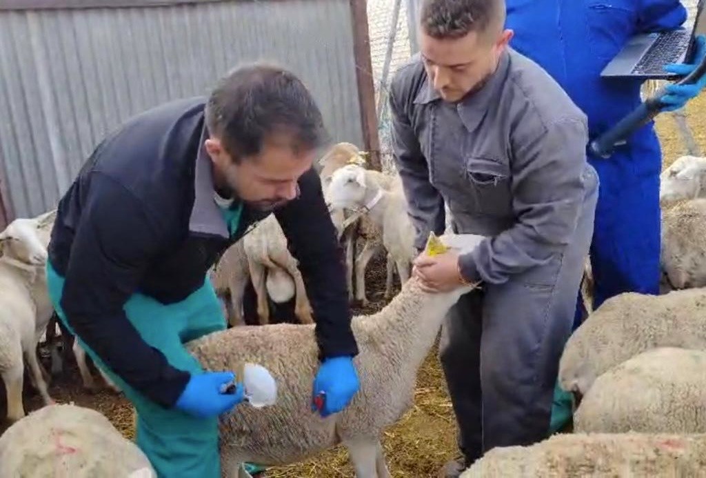 Comienza la vacunación contra el virus de la Lengua Azul en Águilas, Lorca y Puerto Lumbreras