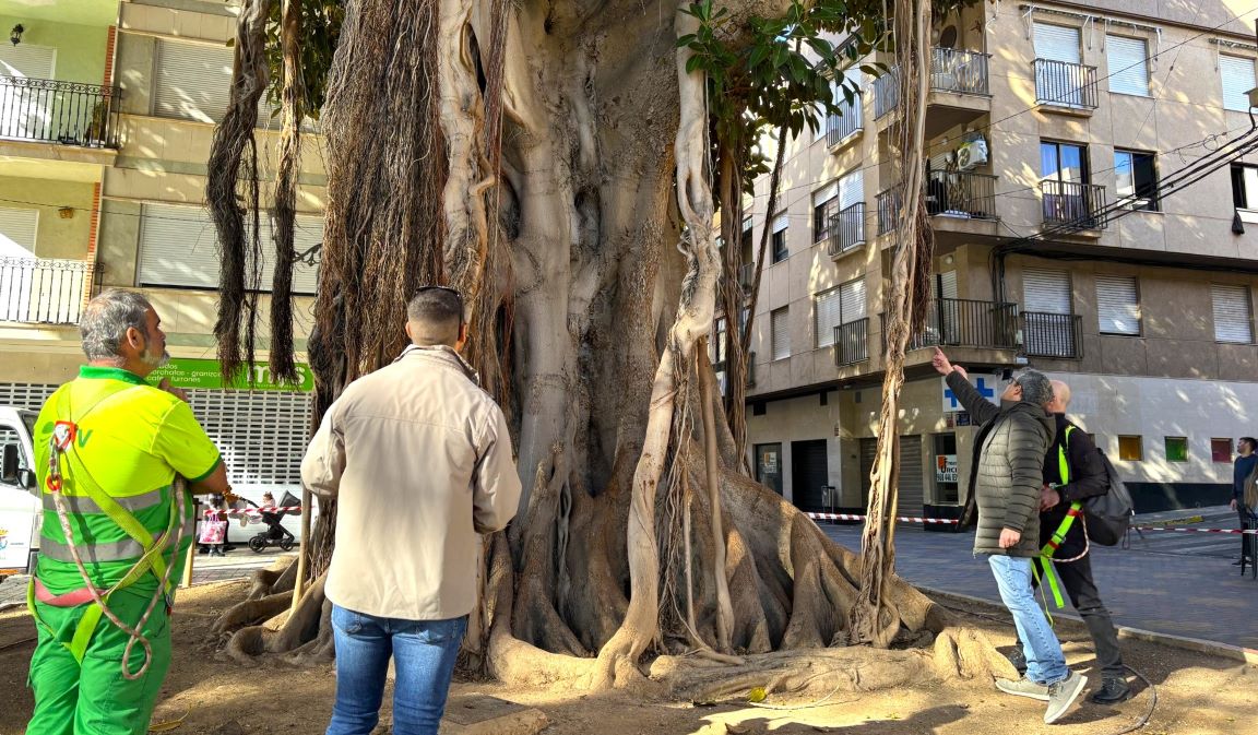 Retiran el balizamiento de uno de los ficus de la Plaza de España de Águilas tras el saneamiento del mismo