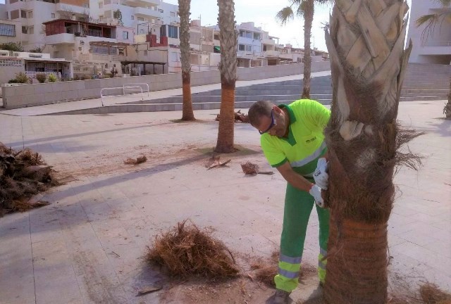 El Ayuntamiento de Águilas lleva a cabo estos días el cepillado intensivo de 200 palmeras washingtonias 