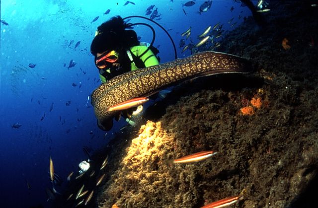 La Comunidad y el sector de buceo acuerdan actuaciones para atraer submarinistas de toda Europa a la Costa Cálida