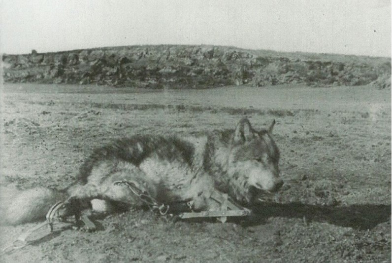     El lobo en el Sureste y las sierras del entorno de Águilas 