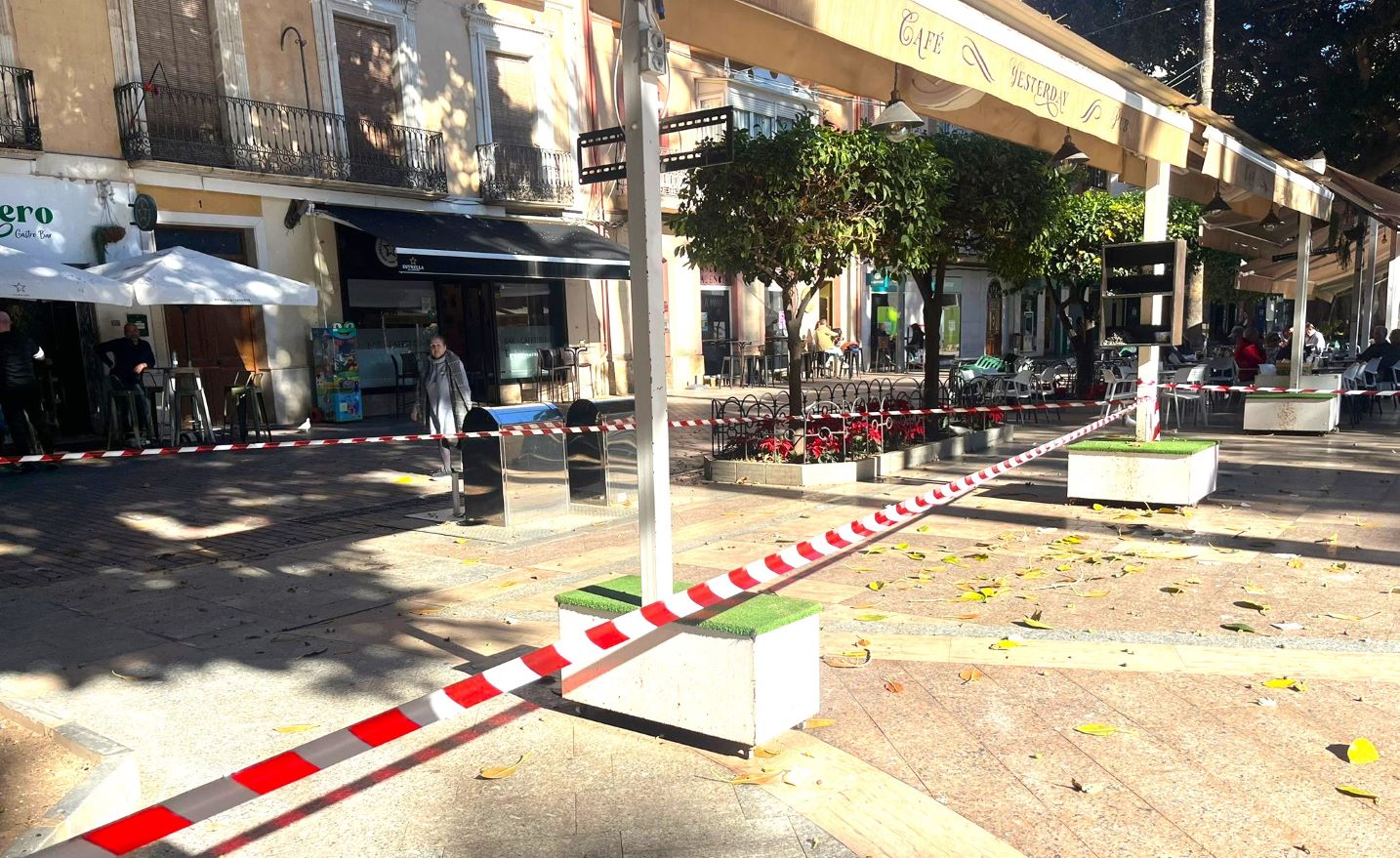 Balizan por seguridad un sector del ficus de la Plaza de España de Águilas