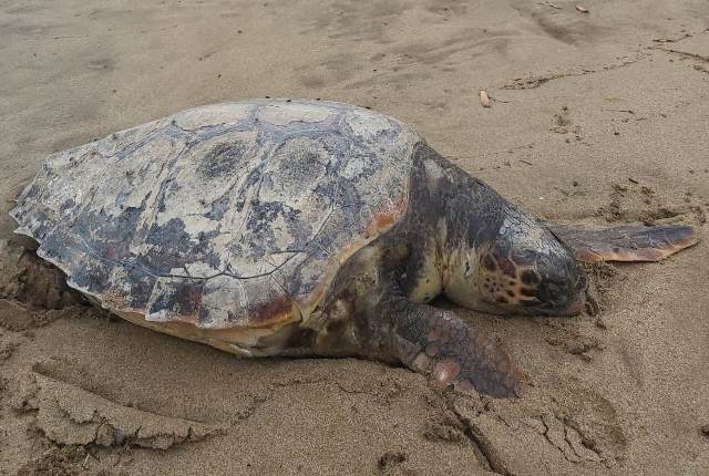 Águilas se suma a la campaña ‘Territorio Tortuga 2021’