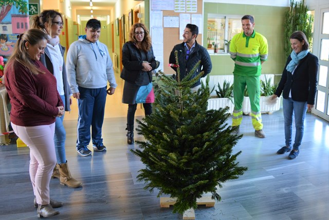 El Ayuntamiento de Águilas entrega abetos naturales a los colegios para que sean adornados por los escolares