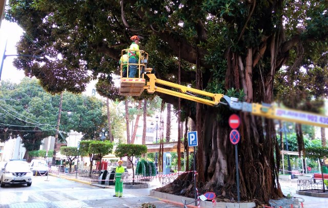 Un experto con certificación europea está revisando y podando los ficus de la Plaza de España de Águilas 