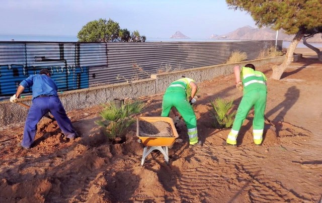 El Ayuntamiento de Águilas planta más de sesenta pinos y palmitos en la entrada a Calabardina