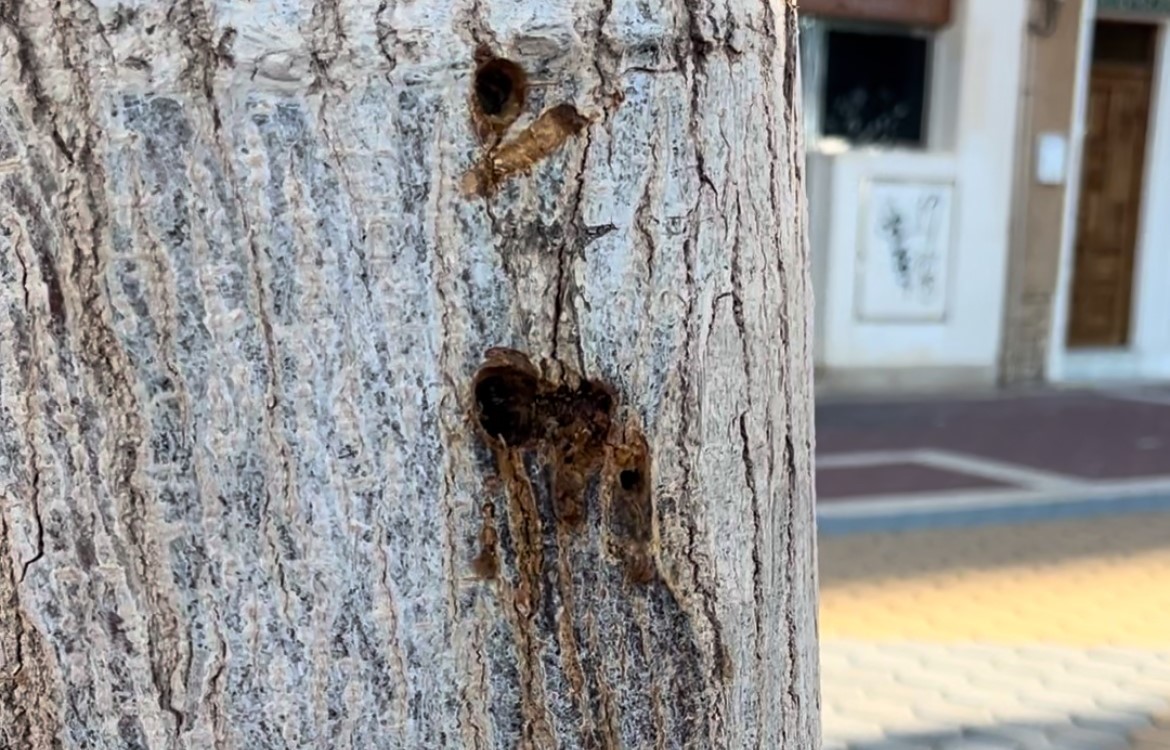 El Ayuntamiento de Águilas denuncia el secado intencionado de tres ejemplares de morera adulta