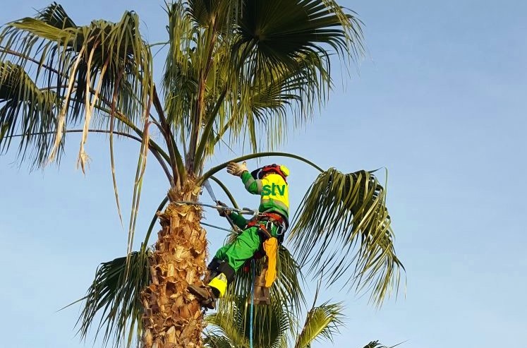El Ayuntamiento de Águilas lleva a cabo la poda de más de 2.300 palmeras del municipio