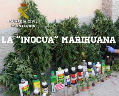 LA “INOCUA” MARIHUANA