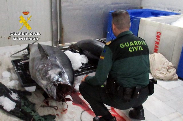 La Guardia Civil sorprende en Águilas a un pescador con dos atunes rojos capturados de forma ilícita