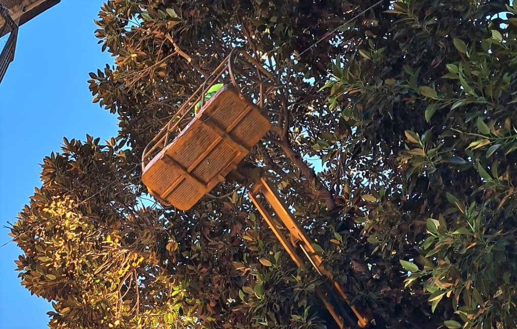 Los ficus de la Plaza de España de Águilas aprueban su revisión anual