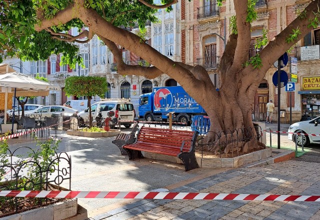 Uno de los ficus de La Glorieta inicia un proceso natural de exudación de savia