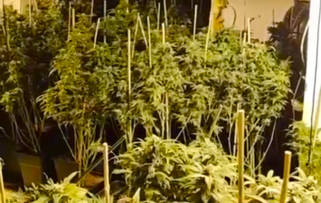 Policía Local y Guardia Civil desmantelan un cultivo indoor de marihuana con 436 plantas en Águilas