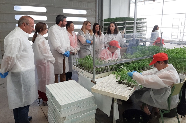 La Región produjo en 2021 más de 221.000 toneladas de tomate, el 13 por ciento del total nacional, y exportó 86.000 toneladas