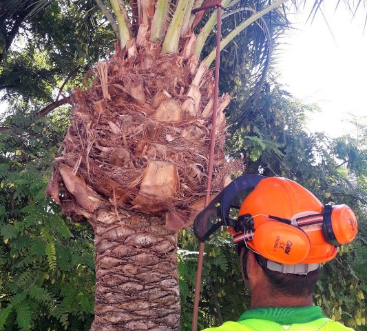El Ayuntamiento de Águilas inicia una campaña de fumigación anti picudo en más de 300 palmeras datileras