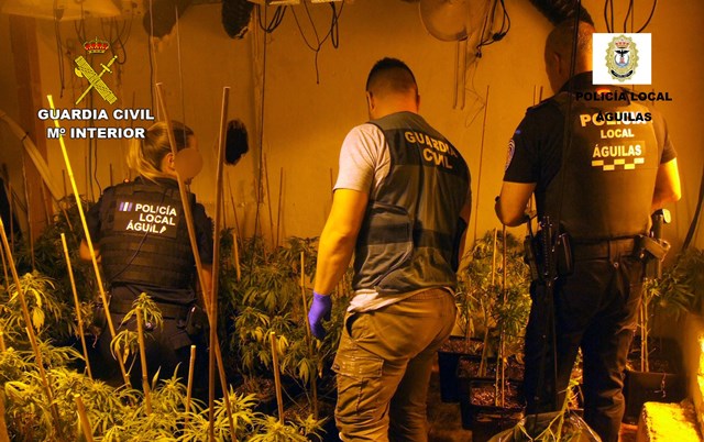 La Guardia Civil desmantela en Águilas dos invernaderos con más de 800 plantas de marihuana