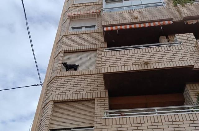 Salvan la vida a un perro que cayó al vacío desde la cornisa de un edificio en Águilas