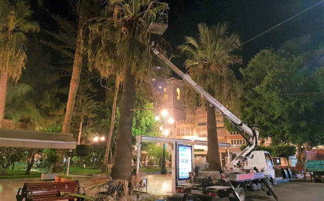 El Ayuntamiento de Águilas consigue recuperar varias palmeras afectadas por unos hongos que podrían haber acabado con algunos ejemplares 