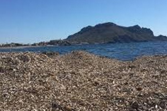 El Ayuntamiento de Águilas conciencia sobre la importante función de los arribazones en las playas