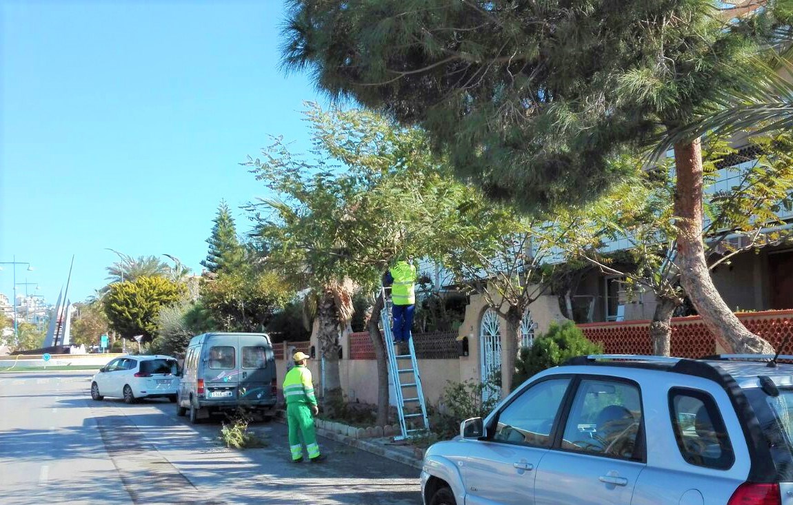 El Ayuntamiento de Águilas está llevando a cabo la poda de más de 3.000 árboles del municipio 