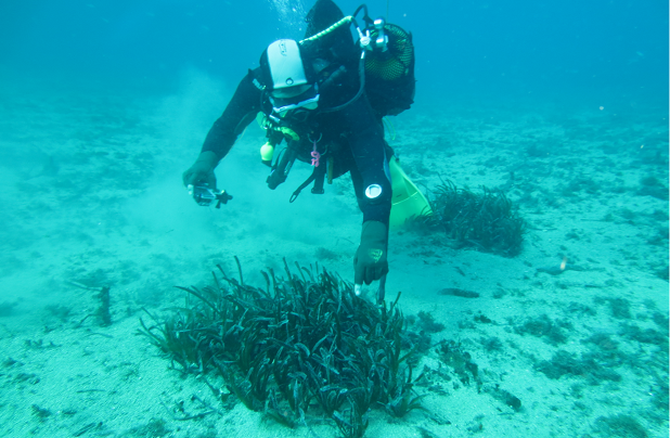 La Comunidad realiza trabajos de restauración de las praderas de Posidonia oceánica en la bahía del Hornillo en Águilas