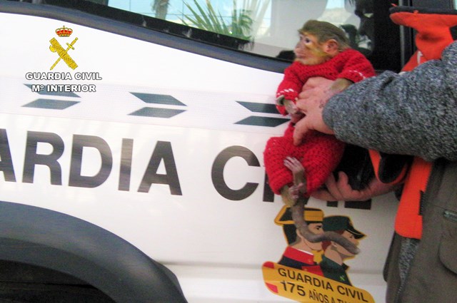 La Guardia Civil se incauta de un ejemplar de mono tití en las fiestas del Carnaval de Águilas