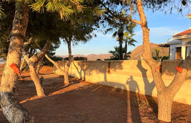 El Ayuntamiento aplica endoterapia en distintos árboles de Águilas como tratamiento frente a la procesionaria