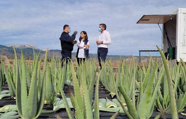 Águilas entre las zonas de la Región donde predomina el cultivo de aloe vera 