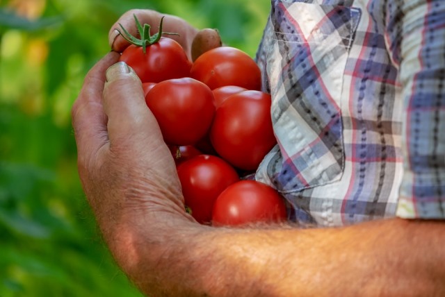 Águilas acogerá una charla sobre la nueva virosis rugosa del tomate
