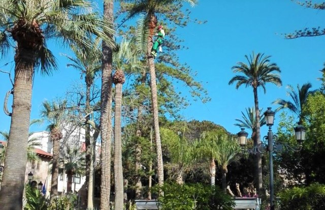 Comienza la poda de más de 150 palmeras de la zona centro de Águilas 