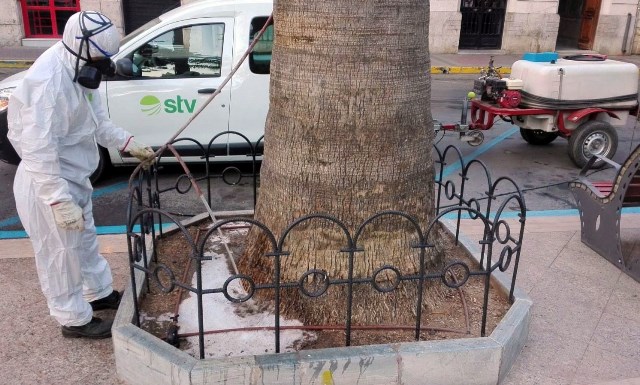 El Ayuntamiento de Águilas aplica tratamientos fungicidas a varias palmeras del municipio