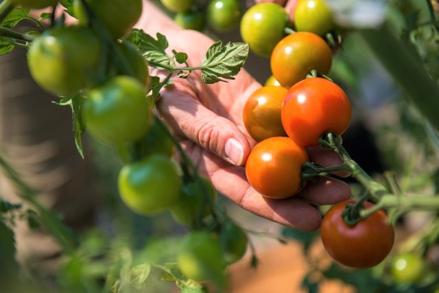 La Comunidad de Regantes de Águilas cifra en 1.800.000 euros el ahorro que supondrá a los agricultores aguileños la reducción del precio del agua desalada
