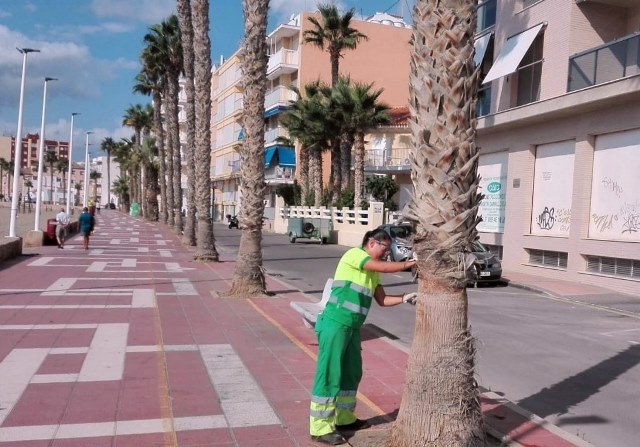 El Ayuntamiento de Águilas poda las partes inferiores de algunas palmeras para mejorar la seguridad de los viandantes 