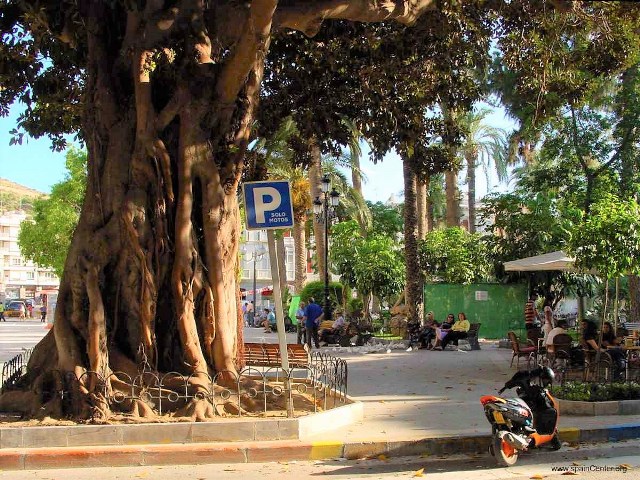 Ciudadanos pregunta al Ayuntamiento de Águilas por el estado de los ficus de la Plaza de España