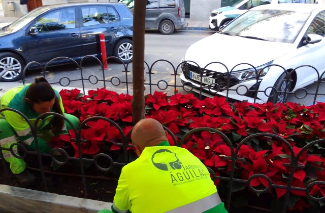 Casi dos mil flores de temporada ya lucen en parques y jardines de Águilas