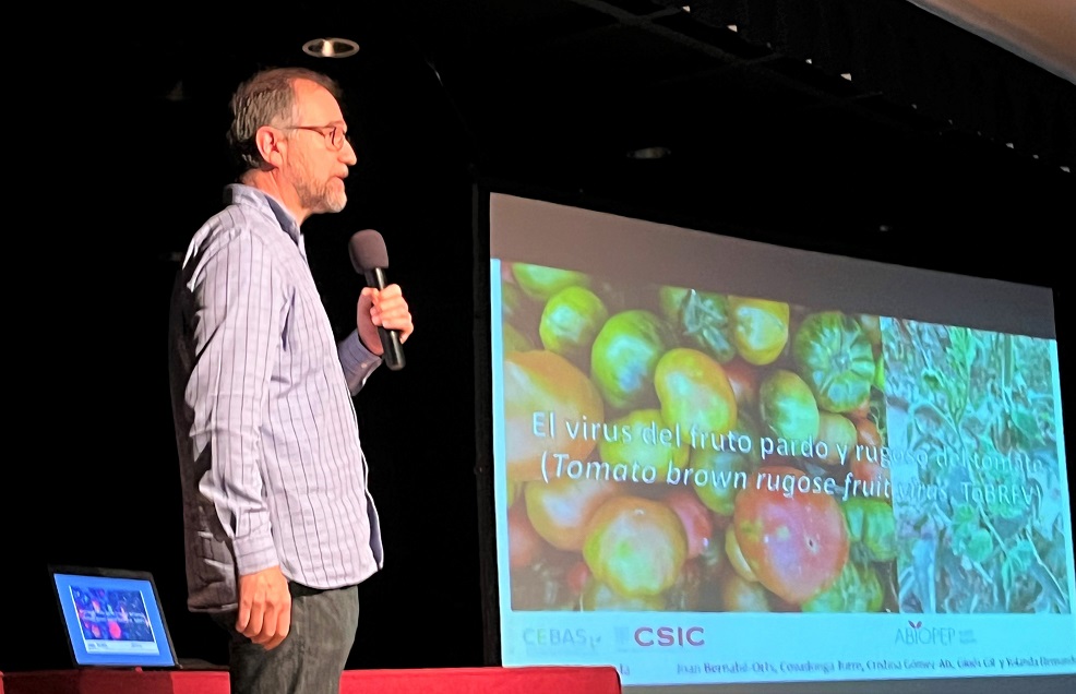 La Mesa del Tomate de Águilas busca soluciones al problema del virus rugoso