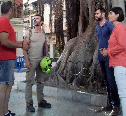 Arbolistas con certificación europea revisan en profundidad los ficus de la Plaza de España de Águilas