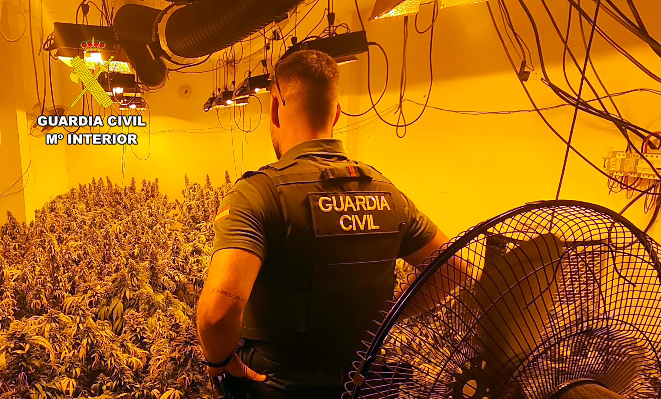 La Guardia Civil desmantela en Águilas un grupo delictivo que cultivaba gran cantidad de marihuana