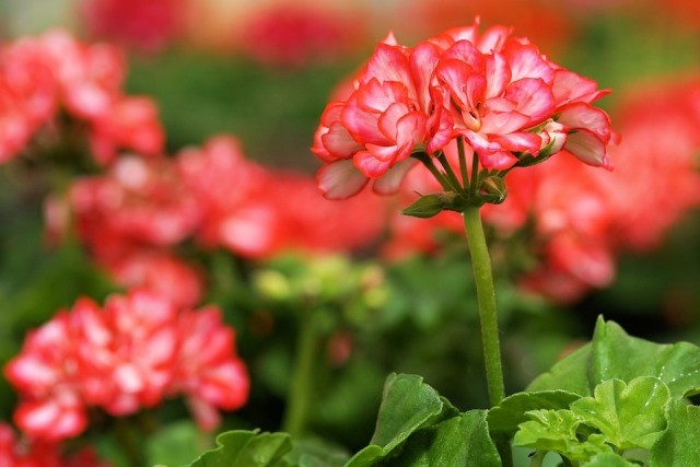 Más de 2.000 flores de temporada llenarán de colores las zonas verdes de Águilas